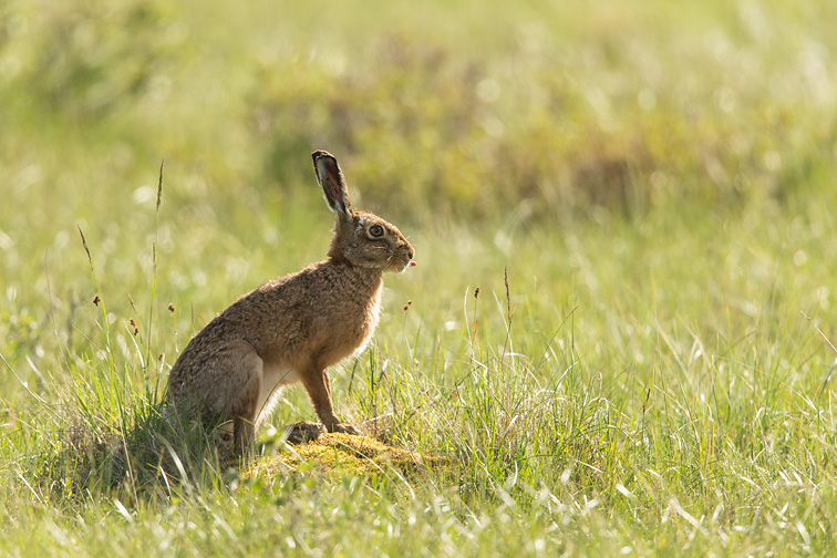 Brown Hare (Lepus capensis) sat upright in alert pose in rough grassland